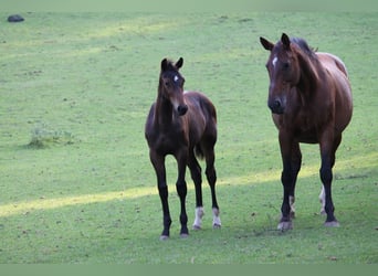 Belgisch Warmbloed, Merrie, veulen (05/2024), Bruin