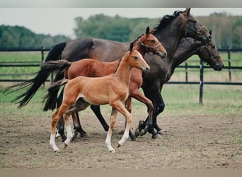 Belgisch Warmbloed, Merrie, Veulen (01/2026), Bruin