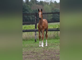 Belgisch Warmbloed, Merrie, Veulen (01/2026), Bruin