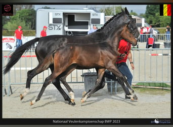 Belgisch Warmbloed, Merrie, veulen (04/2024), Donkerbruin