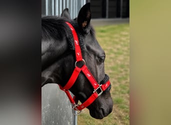 Belgisch Warmbloed, Merrie, Veulen (04/2026), Donkerbruin