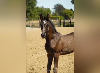 Belgisch Warmbloed, Merrie, Veulen (05/2026), Donkerbruin
