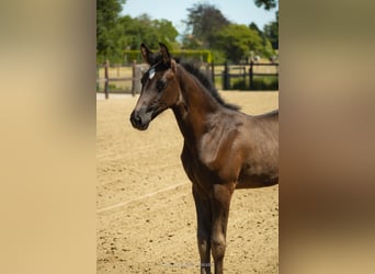 Belgisch Warmbloed, Merrie, Veulen (05/2026), Donkerbruin