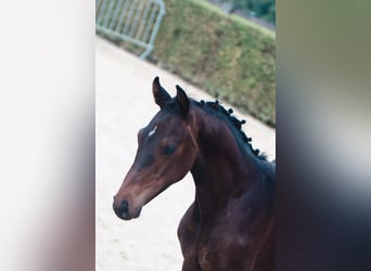 Belgisch Warmbloed, Merrie, veulen (04/2024), Donkerbruin