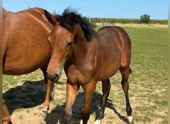 Belgisch Warmbloed, Merrie, Veulen (03/2025), Donkerbruin