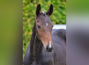 Belgisch Warmbloed, Merrie, veulen (05/2024), Donkerbruin