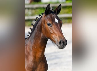 Belgisch Warmbloed, Merrie, veulen (03/2024), Donkerbruin