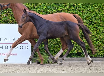 Belgisch Warmbloed, Merrie, veulen (05/2024), Donkerbruin