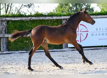 Belgisch Warmbloed, Merrie, veulen (03/2024), Donkerbruin