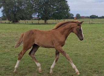 Belgisch Warmbloed, Merrie, veulen (05/2024), Donkere-vos