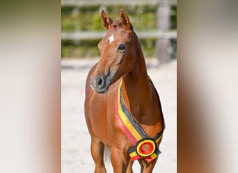 Belgisch Warmbloed, Merrie, veulen (04/2024), Donkere-vos