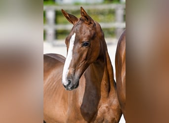 Belgisch Warmbloed, Merrie, veulen (05/2024), Donkere-vos