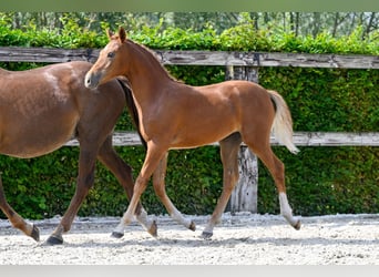 Belgisch Warmbloed, Merrie, veulen (04/2024), Donkere-vos