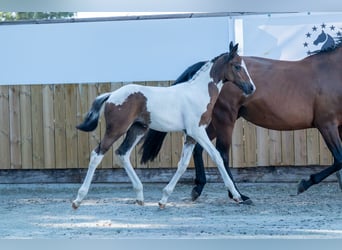 Belgisch Warmbloed, Merrie, Veulen (06/2025)