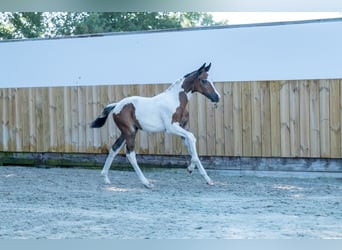 Belgisch Warmbloed, Merrie, Veulen (06/2025)