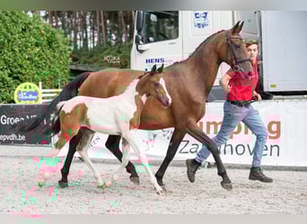 Belgisch Warmbloed, Merrie, Veulen (06/2025)