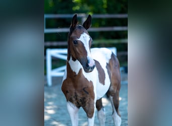 Belgisch Warmbloed, Merrie, Veulen (06/2025)