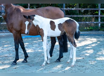 Belgisch Warmbloed, Merrie, Veulen (06/2025)