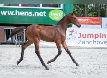 Belgisch Warmbloed, Merrie, Veulen (04/2026)