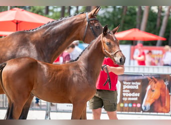 Belgisch Warmbloed, Merrie, Veulen (04/2026)
