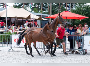 Belgisch Warmbloed, Merrie, Veulen (04/2026)