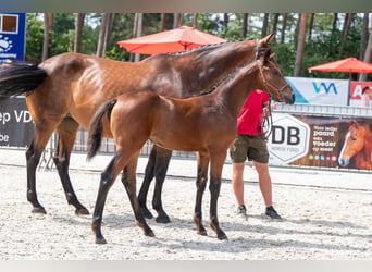 Belgisch Warmbloed, Merrie, Veulen (04/2026)