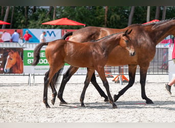 Belgisch Warmbloed, Merrie, Veulen (04/2026)