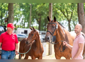 Belgisch Warmbloed, Merrie, Veulen (04/2026)