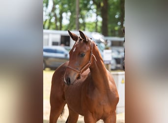 Belgisch Warmbloed, Merrie, Veulen (04/2026)