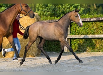 Belgisch Warmbloed, Merrie, veulen (04/2024), Roan-Bay