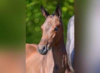 Belgisch Warmbloed, Merrie, veulen (06/2024), Roodbruin