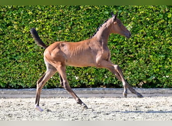 Belgisch Warmbloed, Merrie, veulen (06/2024), Roodbruin