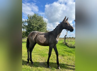 Belgisch Warmbloed, Merrie, veulen (05/2024), Schimmel