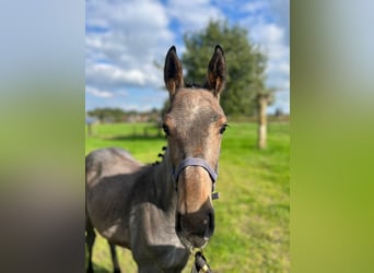 Belgisch Warmbloed, Merrie, veulen (05/2024), Schimmel