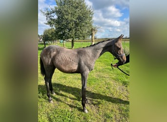 Belgisch Warmbloed, Merrie, veulen (05/2024), Schimmel