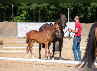 Belgisch Warmbloed, Merrie, Veulen (06/2026)