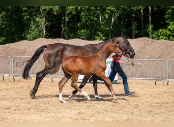 Belgisch Warmbloed, Merrie, Veulen (06/2026)