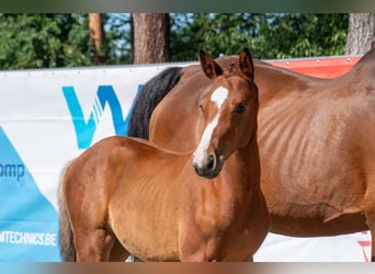 Belgisch Warmbloed, Merrie, Veulen (05/2026)