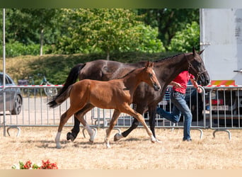 Belgisch Warmbloed, Merrie, Veulen (06/2026)