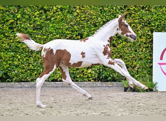 Belgisch Warmbloed, Merrie, veulen (05/2024)