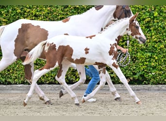 Belgisch Warmbloed, Merrie, veulen (05/2024)