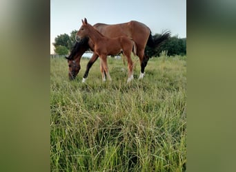 Belgisch Warmbloed, Merrie, veulen (05/2024), Vos