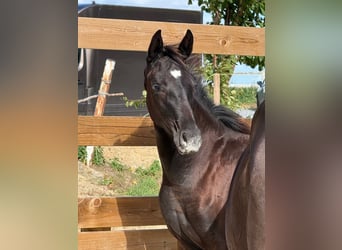 Belgisch Warmbloed, Merrie, Veulen (03/2026), Zwart