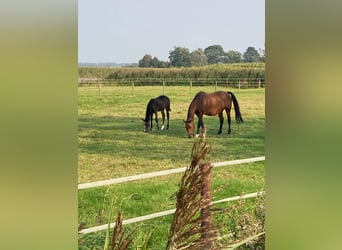 Belgisch Warmbloed, Merrie, veulen (06/2024), Zwartbruin