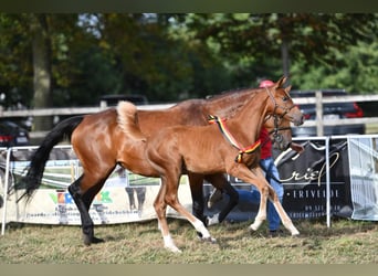 Belgisch Warmbloed, Merrie, veulen (06/2024), Zwartbruin