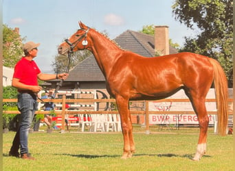 Belgisch Warmbloed, Merrie, veulen (06/2024), Zwartbruin