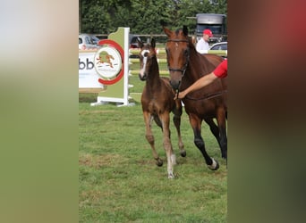 Belgisch Warmbloed, Merrie, veulen (06/2024), Zwartbruin