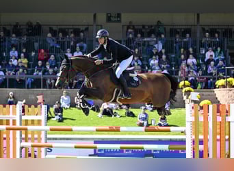 Belgisch Warmbloed, Onbekend, Veulen (01/2026)