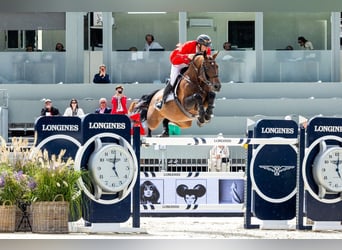 Belgisch Warmbloed, Onbekend, Veulen (01/2026)