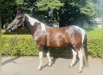 Belgisch Warmbloed, Ruin, 10 Jaar, 157 cm, Gevlekt-paard